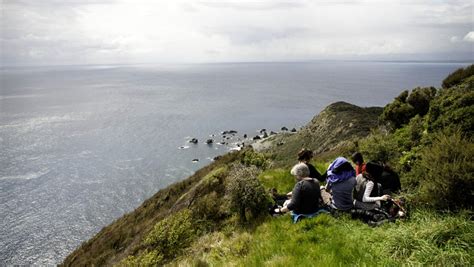 Kapiti Island Nature Tours Activity In Wellington New Zealand