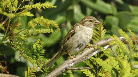 Female Spanish Sparrow Passer Hispaniolensis Stock Image Image Of