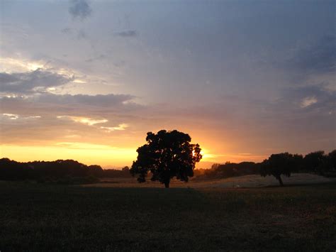 Free Images Landscape Tree Horizon Cloud Sun Sunrise Sunset