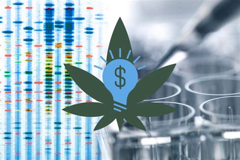 Cannabis testing might need an overhaul, here’s why | GreenState