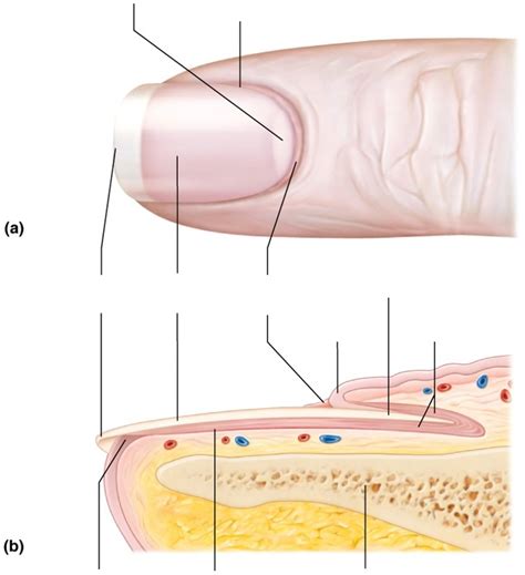 Nail Anatomy Diagram | Quizlet