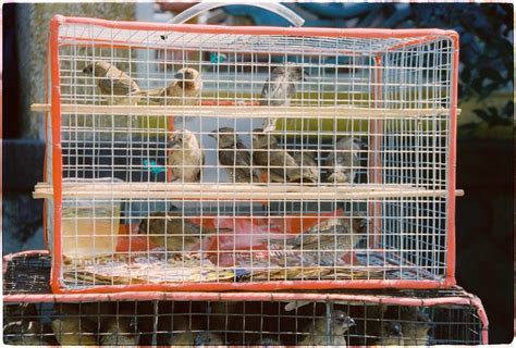 Birds in Cage · Free Stock Photo