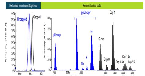 Characterization And Relative Quantification Of Mrna Capping