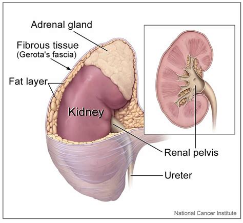 Adrenal Glands Physiopedia