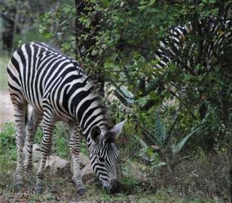 Bushveld WIldlife Fauna - Flora | Wildmoz | Magazine