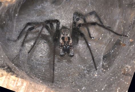 Funnel Web Spider Agelenopsis Naevia Bugguidenet