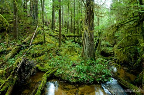 Grandmother Grove ~ Forest photo from Cortes Island BC, Canada - Island ...