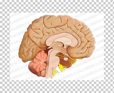 Human Brain Sagittal Plane Anatomy Nervous System PNG, Clipart, Anatomy, Brain, Brainstem ...