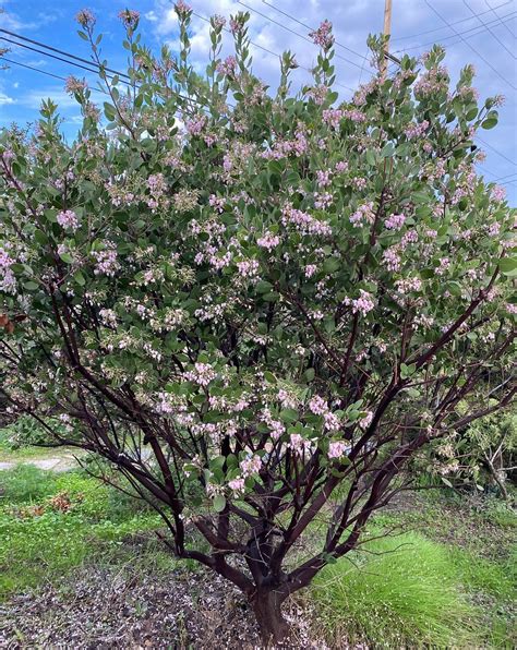 Austin Griffith S Manzanita At The Nursery Pete Veilleux Flickr