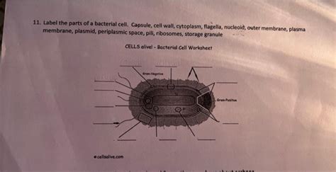 11. Label the parts of a bacterial cell. Capsule, | Chegg.com