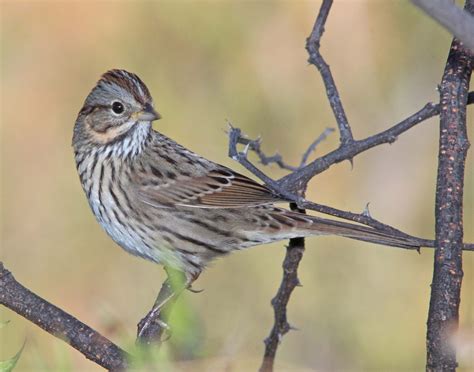 Lincoln's Sparrow - Sierra Nevada Aquatic Research Laboratory
