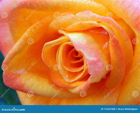 Soft Coloured Orange Rose Convoluted Petals Stock Photo Image Of