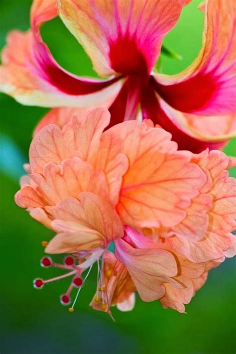 Double Hibiscus Backyards Click