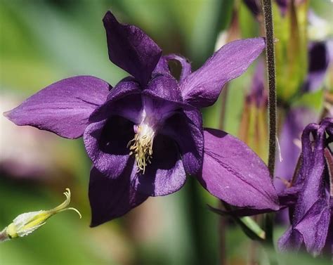 Wilde Akelei Aquilegia Vulgaris Tuin Planten Kopen