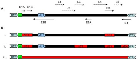 Schematic overview over the wild-type adenovirus and recombinant ...