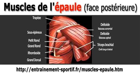 Muscles De L Paule Et Liens Vers L Ensemble Des Mouvements Possibles