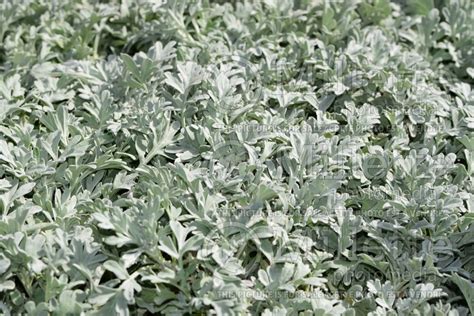 Photo Of Artemisia Silver Brocade Southernwood Lads Love Southern