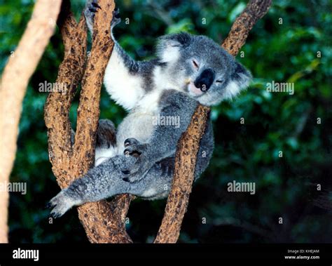 KOALA in eucalyptus tree 2004 Stock Photo - Alamy