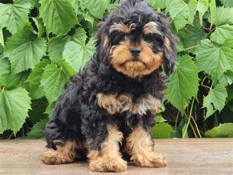 How Big Do Cavapoos Get Full Grown Cavapoo Size Guide