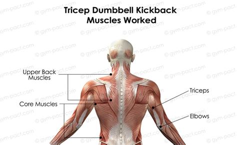 Tricep Dumbbell Kickback: What You Need To Know