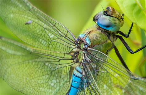 Free stock photo of close up, dragonfly, dragonfly close up