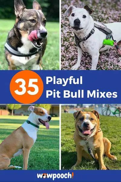 35 Playful Pit Bull Mixes - A Guide To Finding The Pawfect Pitbull Mix