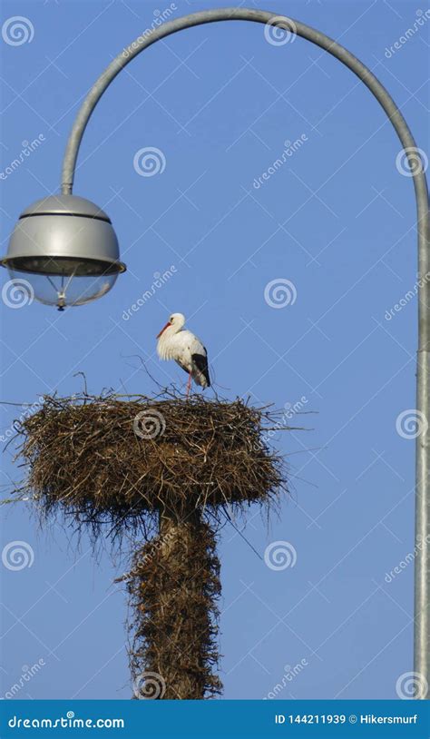 Cegonha No Ninho Alto Acima Dos Telhados Da Cidade Imagem De Stock