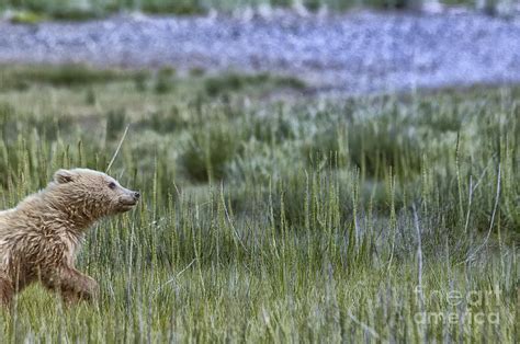 Bear Cub Running Photograph By Paulette Sinclair Pixels