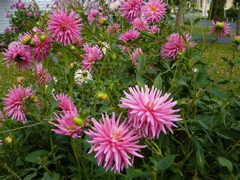 Plantfiles Pictures Heirloom Dahlia Dwarf Cactus Dahlia Park