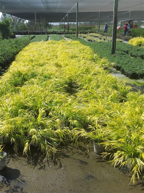John's Western Tree Plant Photos: Hakonechloa macra All Gold