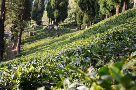 Darjeeling Tea Plantation | Earth Trekkers