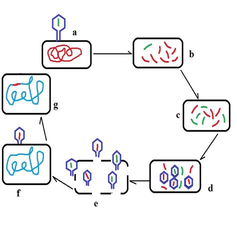 Bacterial Transduction Diagram