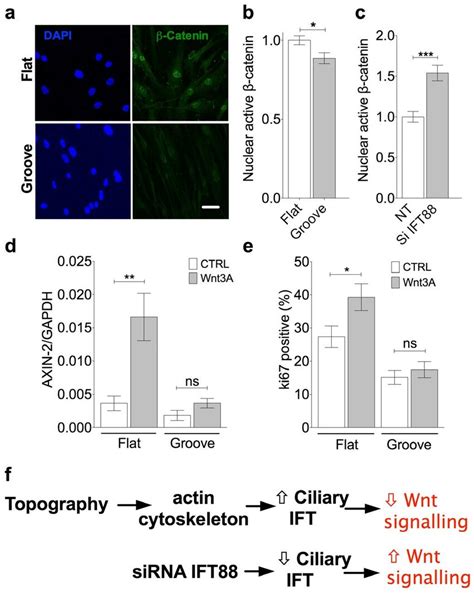 Topography Influences Canonical Wnt Signaling Response To Wnt3a A