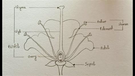 Hibiscus Flower Labelled Diagram