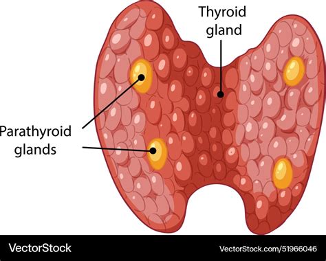 Detailliertes Diagramm von Schilddrüsen und Parathyroiddrüsen