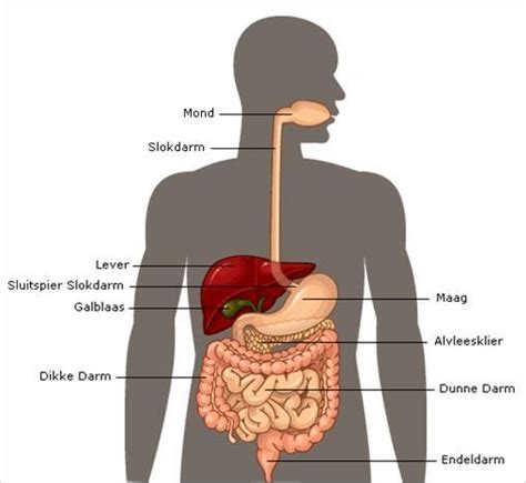 Spijsverteringsstelsel Menselijk Lichaam Onderwerpen Cscbiologie