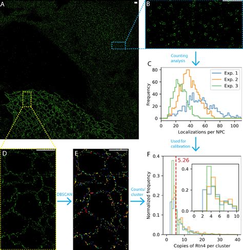 Figure 4 From The Nanoscale Organization Of Reticulon 4 Shapes Local