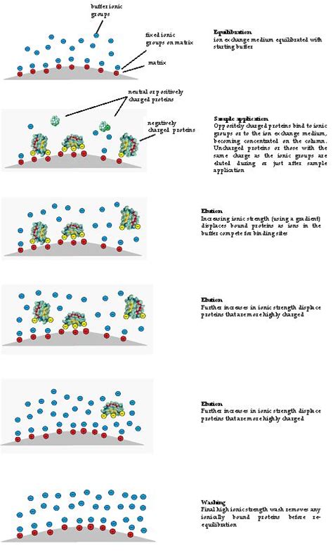 Ion Exchange Chromatography And Its Applications Intechopen