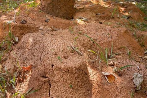 Ant Mound Stock Photos, Images and Backgrounds for Free Download