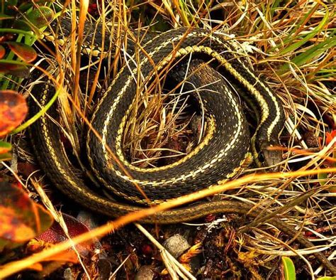 Thamnophis Elegans Western Terrestrial Garter Snake Usa Snakes