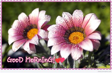 Collection Of Over 999 Stunning Good Morning Flower Images In Full 4K