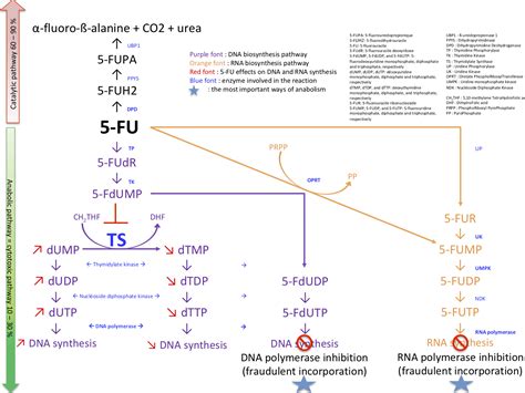 5‐fluorouracil Resistance Mechanisms In Colorectal Cancer From