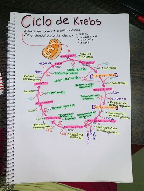 Ciclo De Krebs Completo Ciclo De Krebs Ense Anza Biolog A Apuntes The