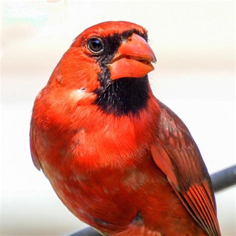 Northern Cardinal In Dayton Ohio Rbirding