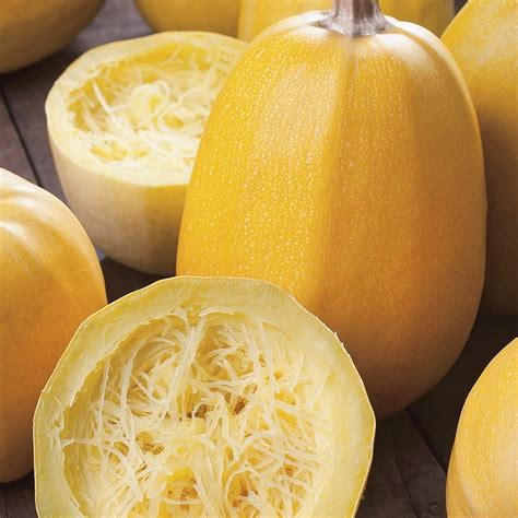 Tomorrowseeds Yellow Spaghetti Squash Seeds 20 Count Packet Vegetable Spaghettis Marrow