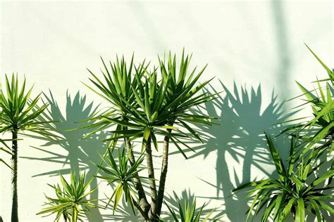 Dracaena House Plants Outdoors What Can They Survive Can You Put Them