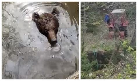 Video Kada Medved Upadne U Bunar U Bosni Nastane Snimak Koji E Vas