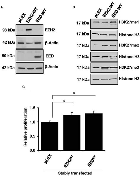 Effect Of Ezh2 Or Eed Transfection On H3k27 Methylation And Cell