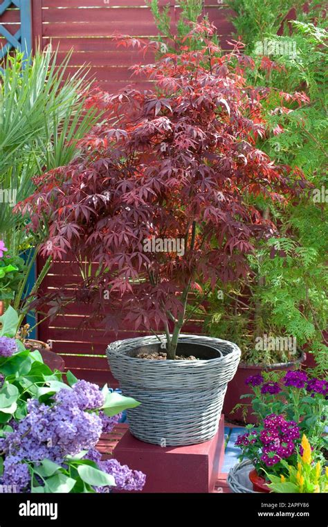 Terraza floreada en primavera Arce japonés Acer palmatum