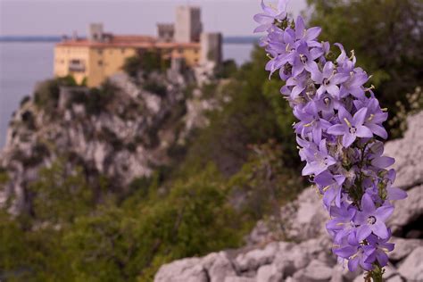 Fiori E Castello 1 Di 1 D1000 50 Leitz Roberto Kravos Flickr